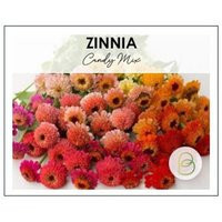 Zinnia Candy Mix 25+ Seeds | Etsy (US)