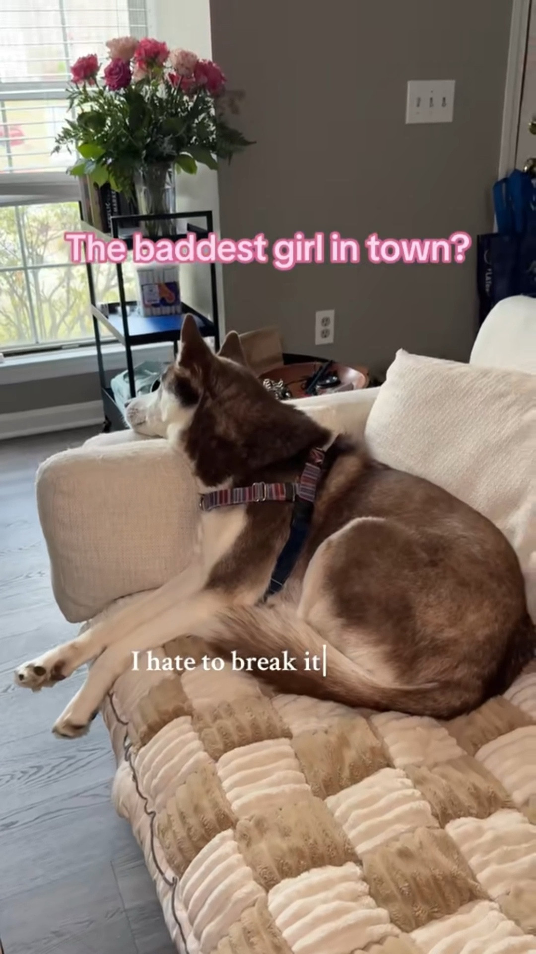 They’re not bad, just bored 

#LTKmorningroutine #LTKdayinmylife #LTKGiftGuide