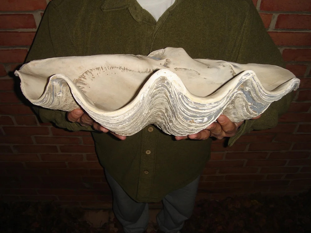 Giant 22" Clam Shell Tridacna Gigas Clamshell White and Gray Seashell | Walmart (US)