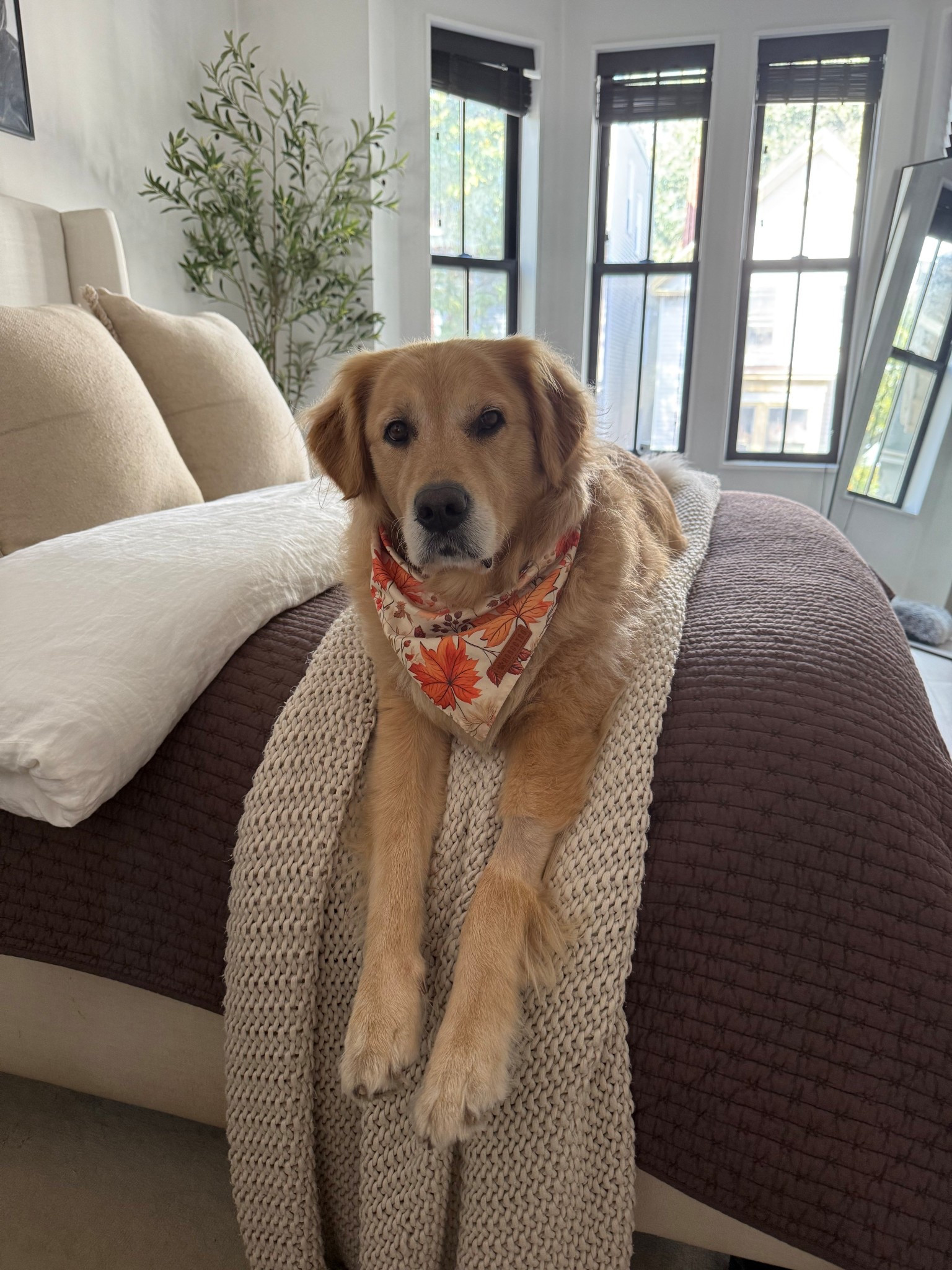 home scenes 

#LTKPets #LTKHome