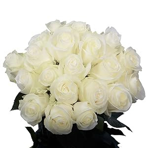 Benchmark Bouquets 50 White Roses Farm Direct (Fresh Cut Flowers) | Amazon (US)
