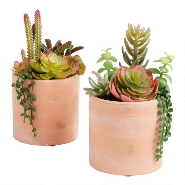 Faux Succulent Arrangements in Terracotta Pots Set of 2 | World Market