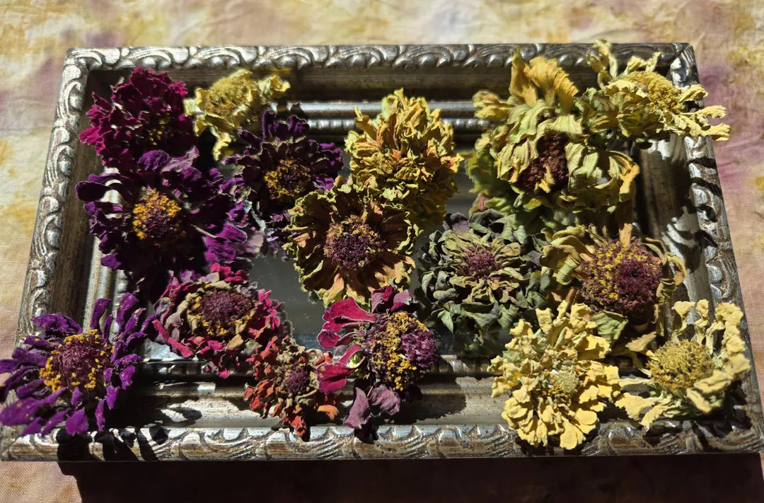 Dried Zinnia Flower Heads - Etsy | Etsy (US)