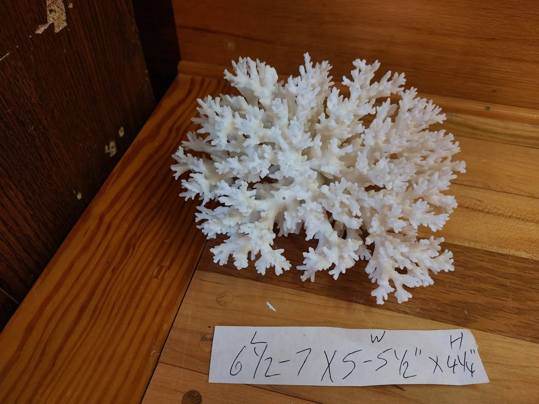 Real Large White Coral Tree off White Finger Like Coral Reef Large Natural Approx. 4 to 9 Length ... | Etsy (US)