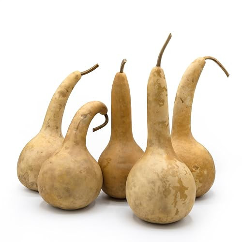 Box of 5 Dried Dipper Gourds - 3.5" Diameter, Ready for Crafting and Decorating | Amazon (US)