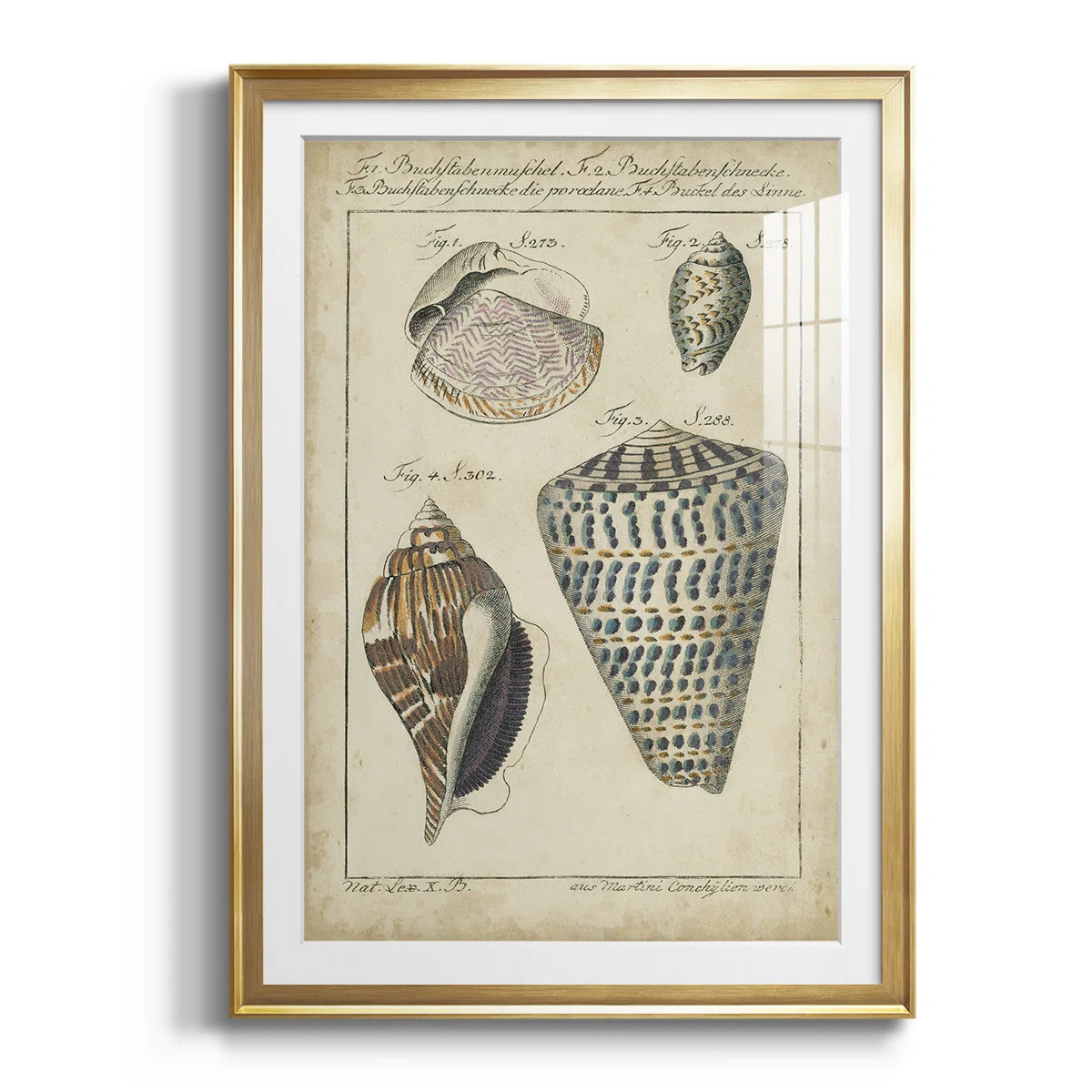 " Vintage Shell Study II " | Wayfair North America