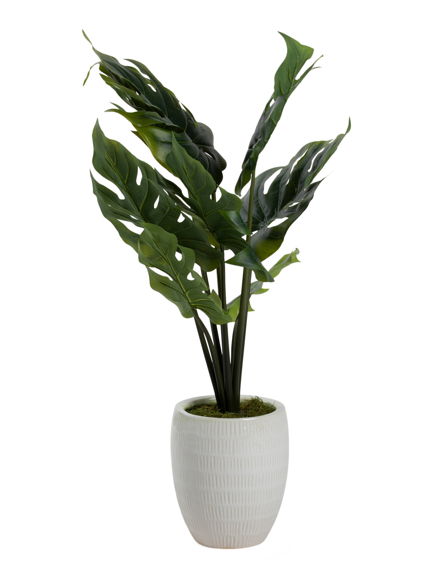 2ft Split Leaf Monstera In Pot | TJ Maxx