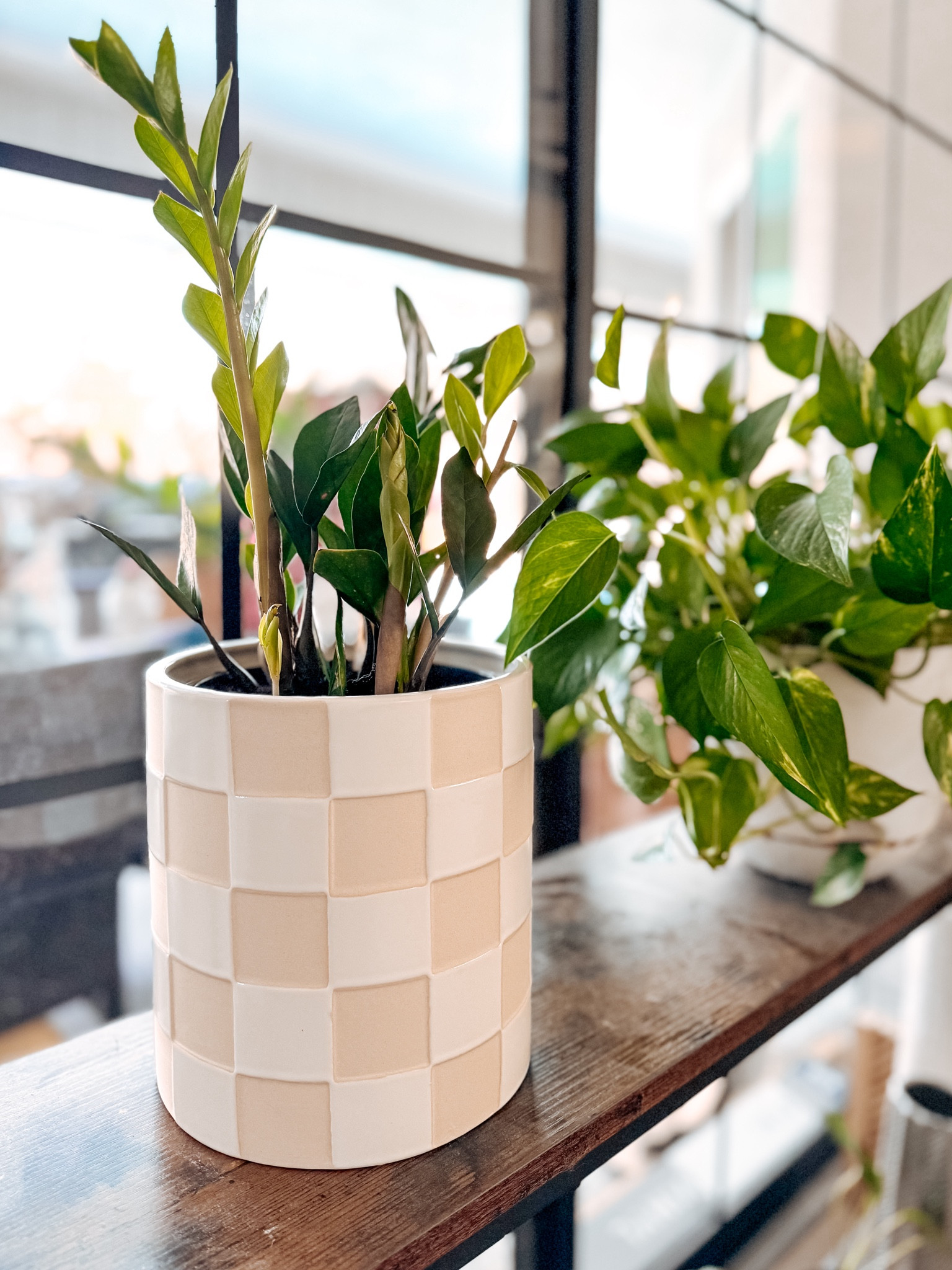 New plant baby in the house! ZZ plant in a cutie check ceramic planter  

#LTKSeasonal #LTKMostLoved #LTKhome