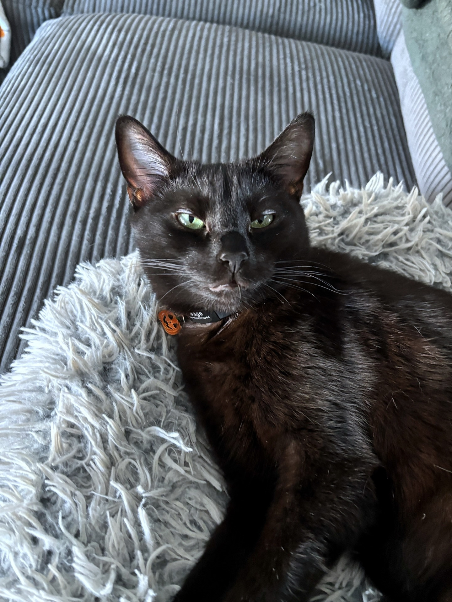Paw-parazzi, please… no photos 📸😾

#LTKHome #LTKHalloween #LTKPets