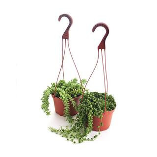 Shop Succulents String of Pearls and Burrito Sedum Variety Hanging Collection in 6 in. Grow Pots wit | The Home Depot