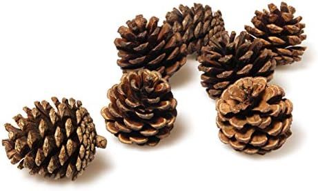Pinecones Bulk - 50 Pine Cones in Bulk for Crafts, Natural, Unscented! | Amazon (US)
