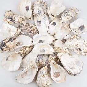 QEQEKAKA 30PCS Oyster Shells Flat... | Amazon (US)