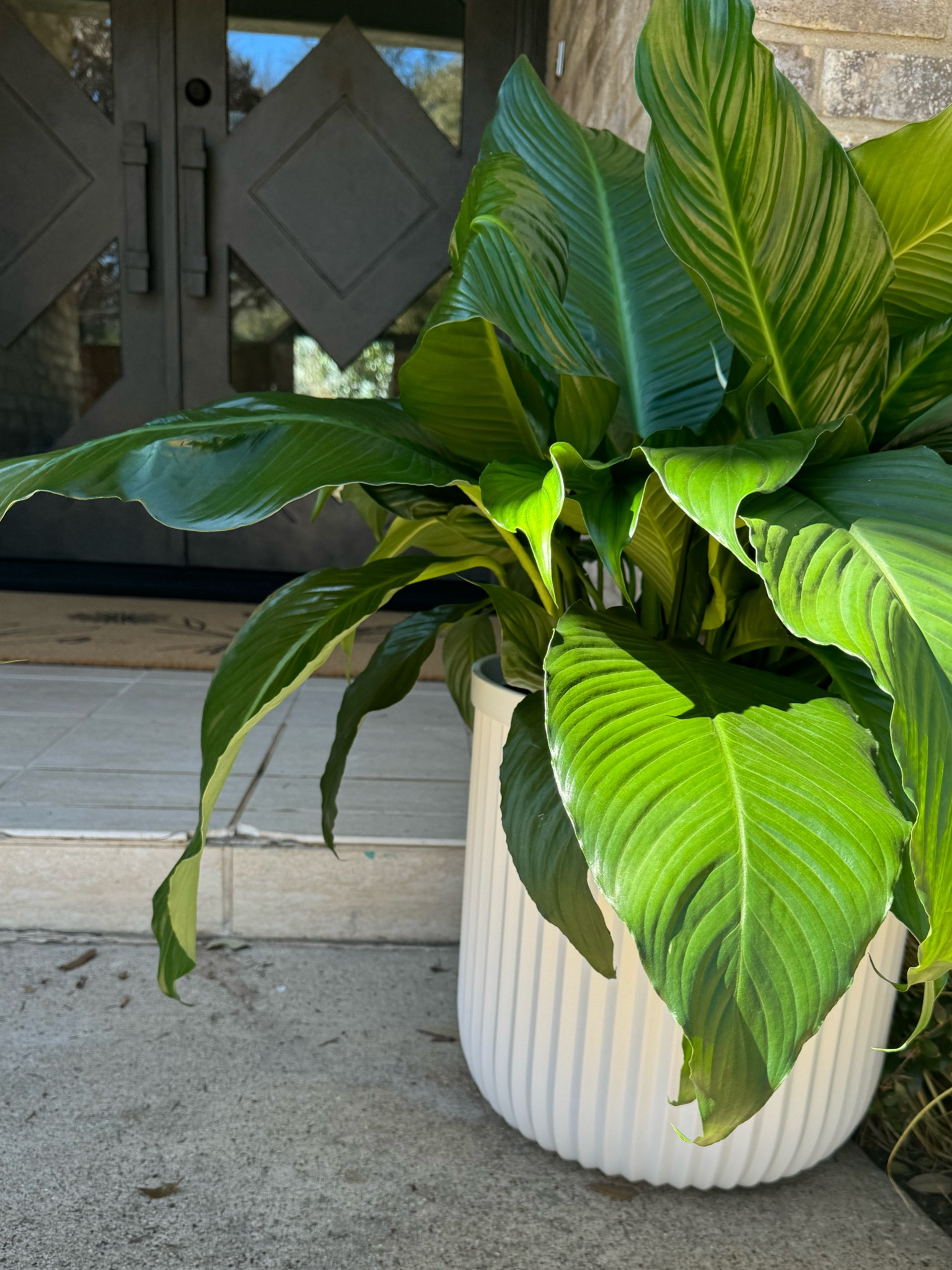 These Walmart planters are gorgeous and huge! 😍🙌 I’m also stoked about my new doormat from Wayfair. It’s so perfect for spring and I love that they sell it in a larger size that looks great with my double doors. If you need a smaller doormat, I’ve linked a great option from Walmart! 

#LTKfindsunder100 #LTKfindsunder50 #LTKhome