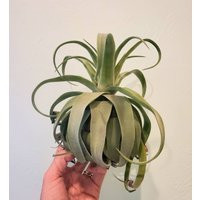 Air Plant Tillandsia 6"" Plus Streptophylla Large Curly Plant | Etsy (US)