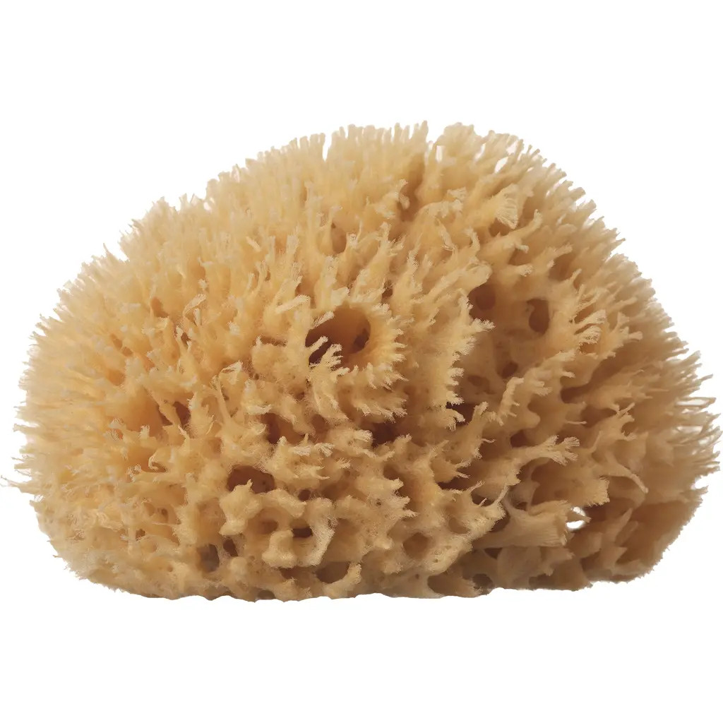 well kept Wool Sea Sponge in Beige Medium at Nordstrom | Nordstrom