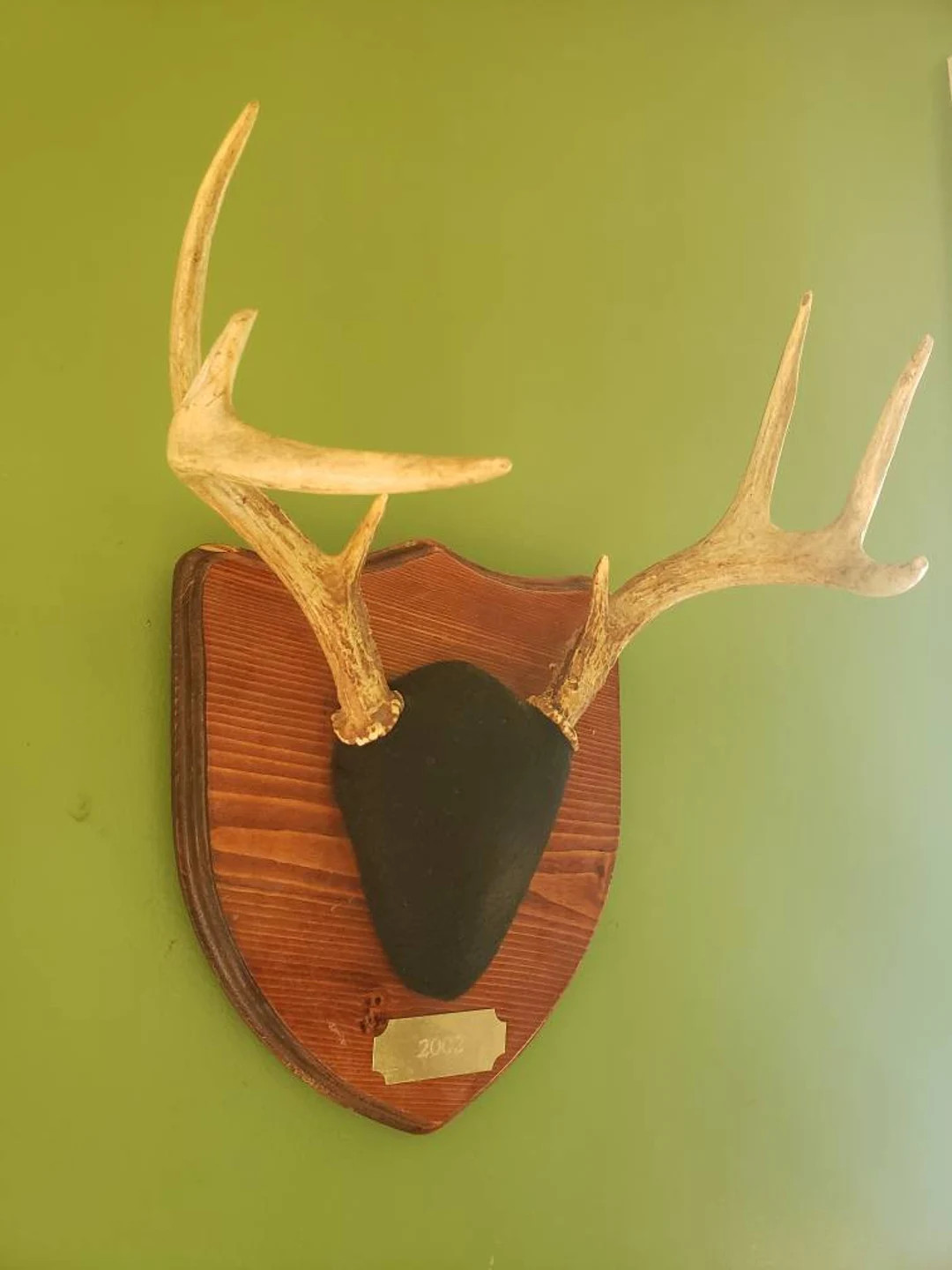 Deer antlers  8 point home cabin decor wedding centerpieces wall decor skull mount real skull whi... | Etsy (US)