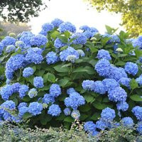 The Original Endless Summer Hydrangea | #2 Pot | Endless Summer Hydrangeas | Plant Addicts