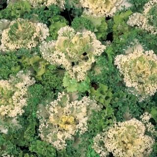 1.38-Pint White Ornamental Kale Plant-10256 - The Home Depot | The Home Depot