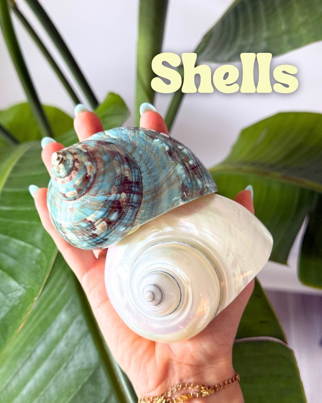 Hermit crab shells