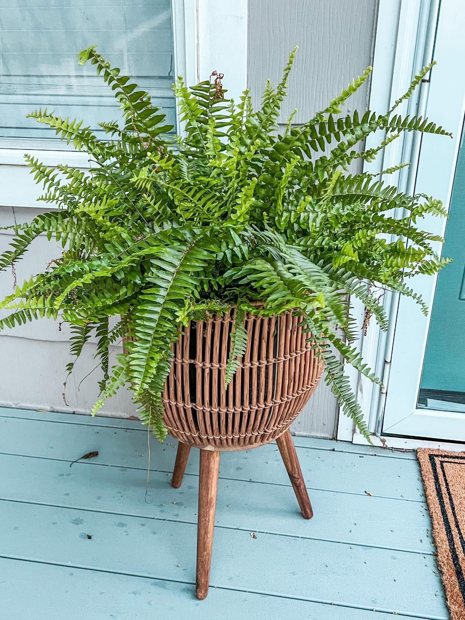 My fav ferns from Walmart and cute planters! 

#walmartpartner #walmart @walmart 