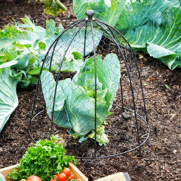 Outdoor Wire Netted Plant Protector | Dunelm