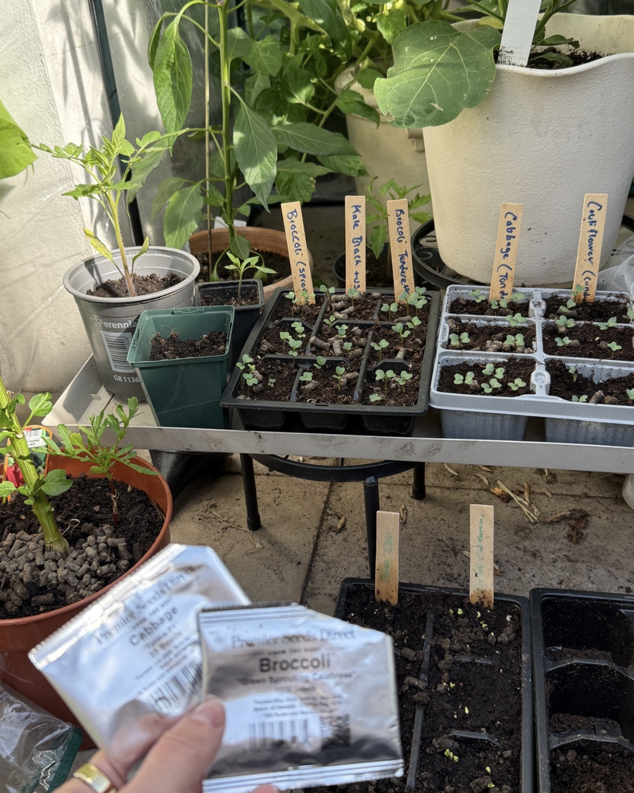 Want to start growing your own veggies? There's still time!! 

I've linked what I use/ used. 

July I've bought these seeds and planted them in these trays or direct sewed into pots. 

July seeds to plant: 
French beans (dwarf super easy to grow and don't need to climb and get so many! Up until October, yellow is my fave or cobra green. 

Sugar snap peas will grow and give you a crop so quickly too and last until end of September/ October depending on when we get our first cold nights. 

Courgette you can still grow and have a crop pretty quickly! One courgette plant gives you at least 1 courgette a week! 

Lettuce and spinach hates direct sunlight so perfect for warm but shady spots 

Things I would not sew because not enough time to grow and give time for the plant to produce is tomatos unless you buy a already established plant from b&q or local garden centre. Corn too late, cucumber could try but might be too late, sweet potato too late, peppers and aubergines, pumpkins and melons prob all a bit too late now. 

July seeds to sew that will grow through autumn and over winter. 

Carrots get them in asap 
Potato's again plant as soon as you can 
Kale (personally love Cavo Nero super hardy and apparently tastes sweeter when it starts to get cold) 
Cauliflower 
Cabbage 
Pak Choi 
Sprouting broccoli 
Beetroot 
Chard 
Turnips 
Suede 

If you've got the room even if it's on slabs like I've got mine raised bed is amazing for growing compared to pots! 

#gardening #veggarden #cooking #home #garden

#LTKuk #LTKsummer #LTKhome