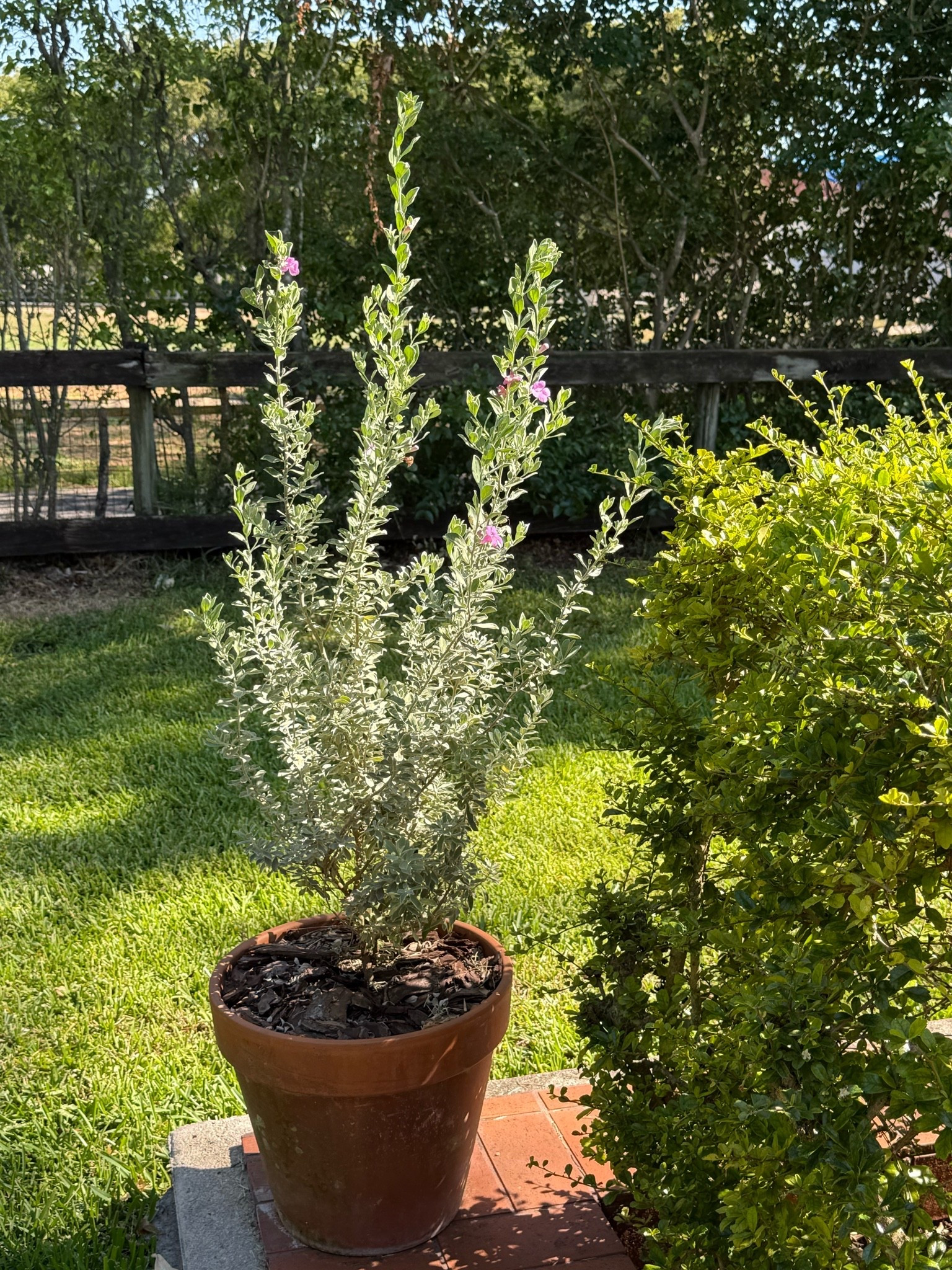 I’ve been working on my gardens — both in the ground and container — and this one has been doing amazing!

She was pretty small when I got her almost 3 months ago. I planted her in a large terra cotta pot and placed it in a spot which gets at least 6-8 hours of full sun. I water every few days if it hasn’t rained. Her leaves are a soft muted green and she blooms the sweetest little purple flowers.

I’ve seen this plant used as a hedge (which is beautiful!) as well as an upright ornamental tree or topiary. I love to look over in that corner of the garden and see her peaking above the current hedge.

#containergarden #summergarden #easyplants #deckgarden #plantpot #flowerpot #tropicalplants #hedge

#LTKSeasonal #LTKHome