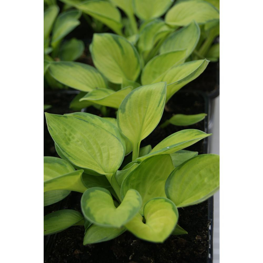 National Plant Network Bare Root Rainforest Sunrise Chartreuse-Green Hosta Plant (3-Piece) | The Home Depot