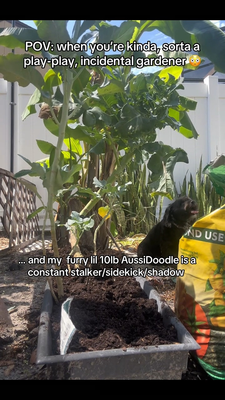 .. spent a lil time in the backyard, getting dirty and trying to get my lil corner garden back in shape ...
My "to-dos" are "ta-done"
Clean out raised bed ✅
Replant veggie seeds ✅
Replant herb seeds ✅
Trim banana plants ✅
Resod broccoli planter ✅
Clean out lettuce planter ✅
Weed out border grass ✅
Now ... I's tired boss (and dirty and a lil smelly) .. jacuzzi calling💕
#homeimprovement #makeitmagical #backyardvibes #garden #Itkhome @The Home Depot @lowes @target
@Walmart @Velvet Eyewear @Nike US @ulta @m•a•c cosmetics 

#LTKHome #LTKdayinmylife