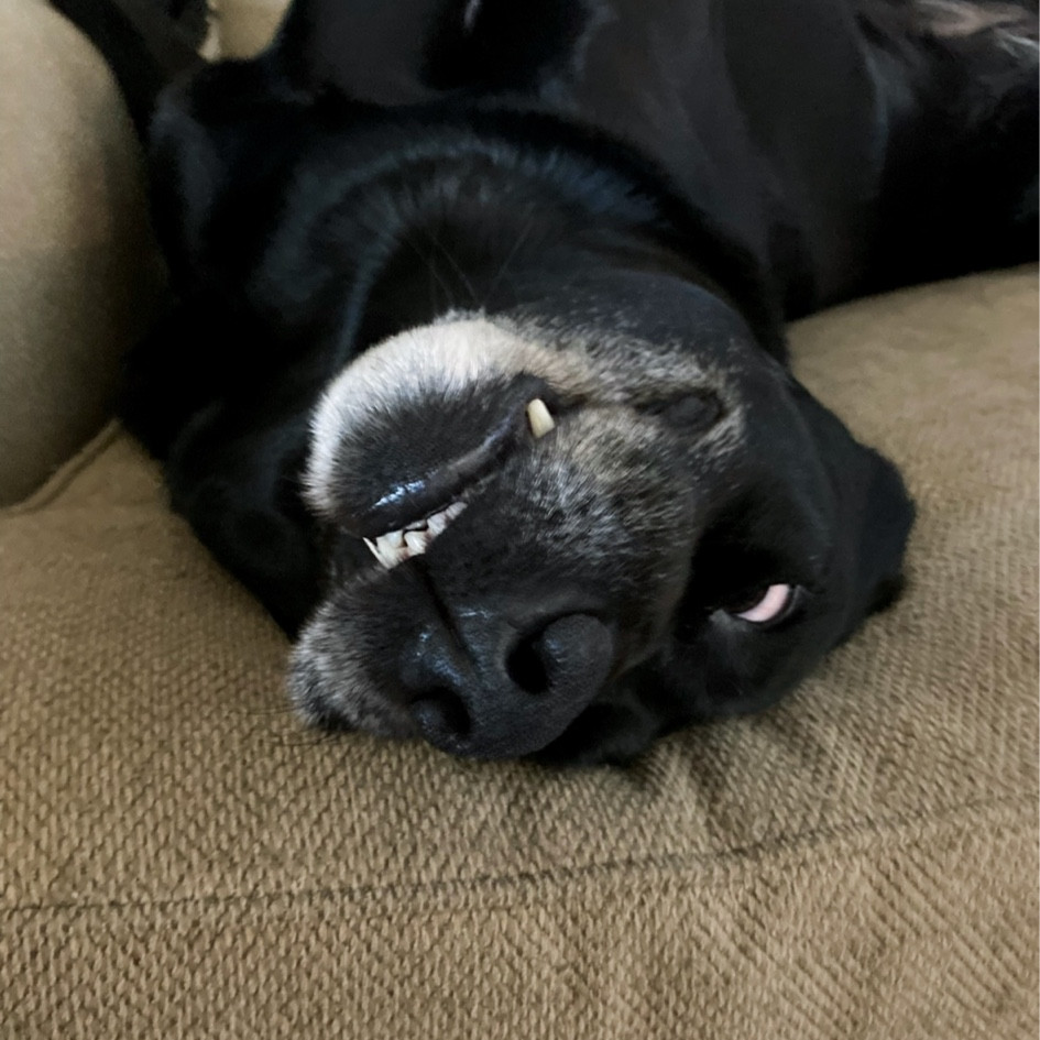 Getting my baby (11 year old Lab 🤪) a few items today! She’s getting older so getting a few items that I’ve heard from friends and research that will help her out! 