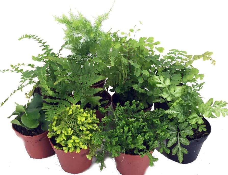 Mini Ferns for Terrariums/Fairy Garden - 10 Plants - 2" Pots | Amazon (US)