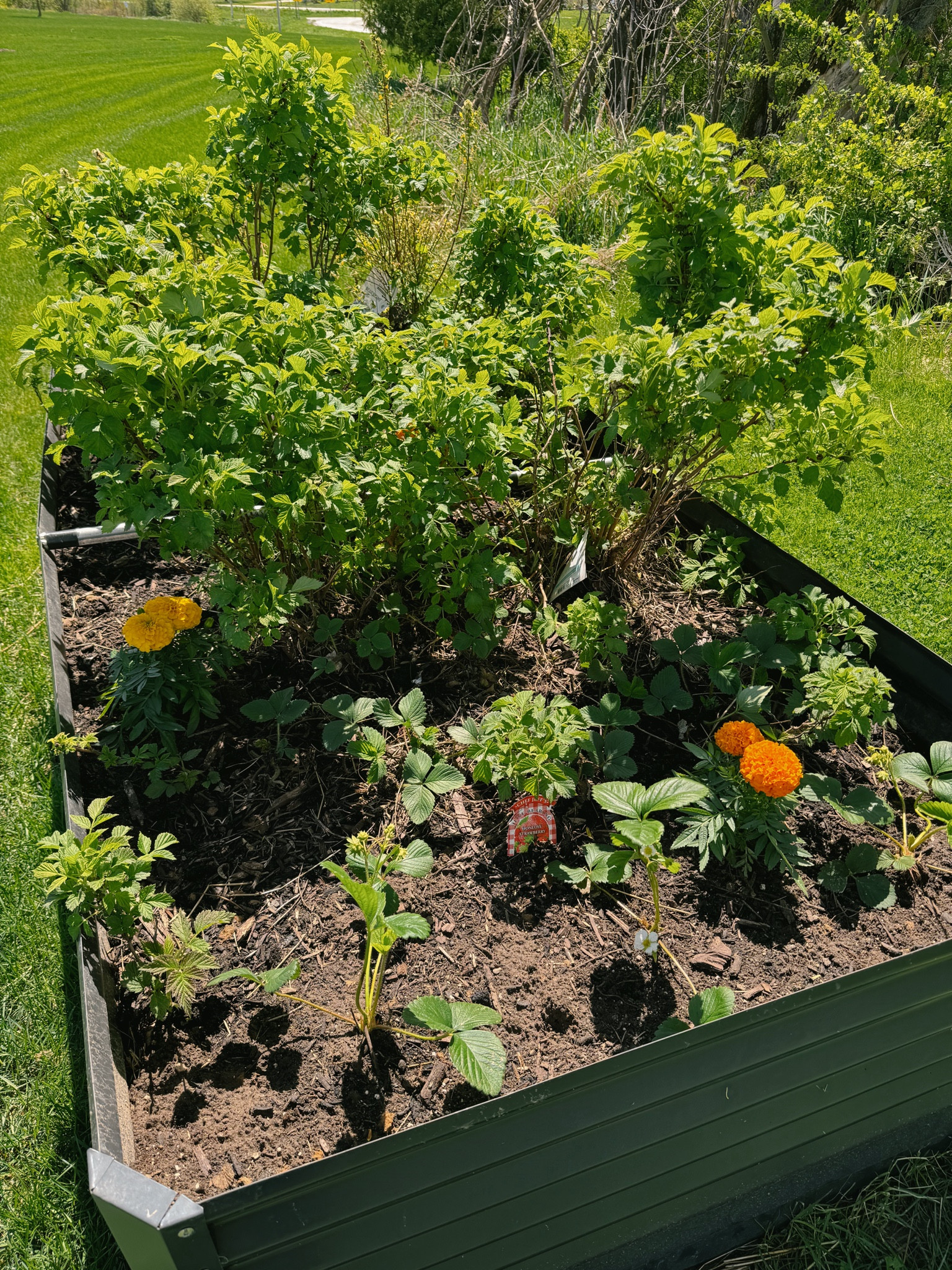 garden ready🍓🫐🍇 

#LTKHome #LTKSeasonal