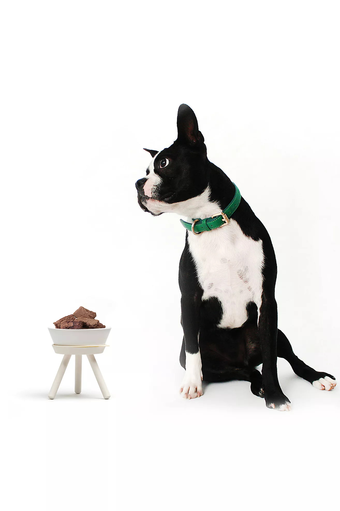 Pets So Good Oreo Pet Standing Bowl | Anthropologie (US)