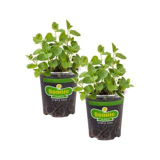 19 oz. Spearmint Herb Plant (2-Pack) | The Home Depot