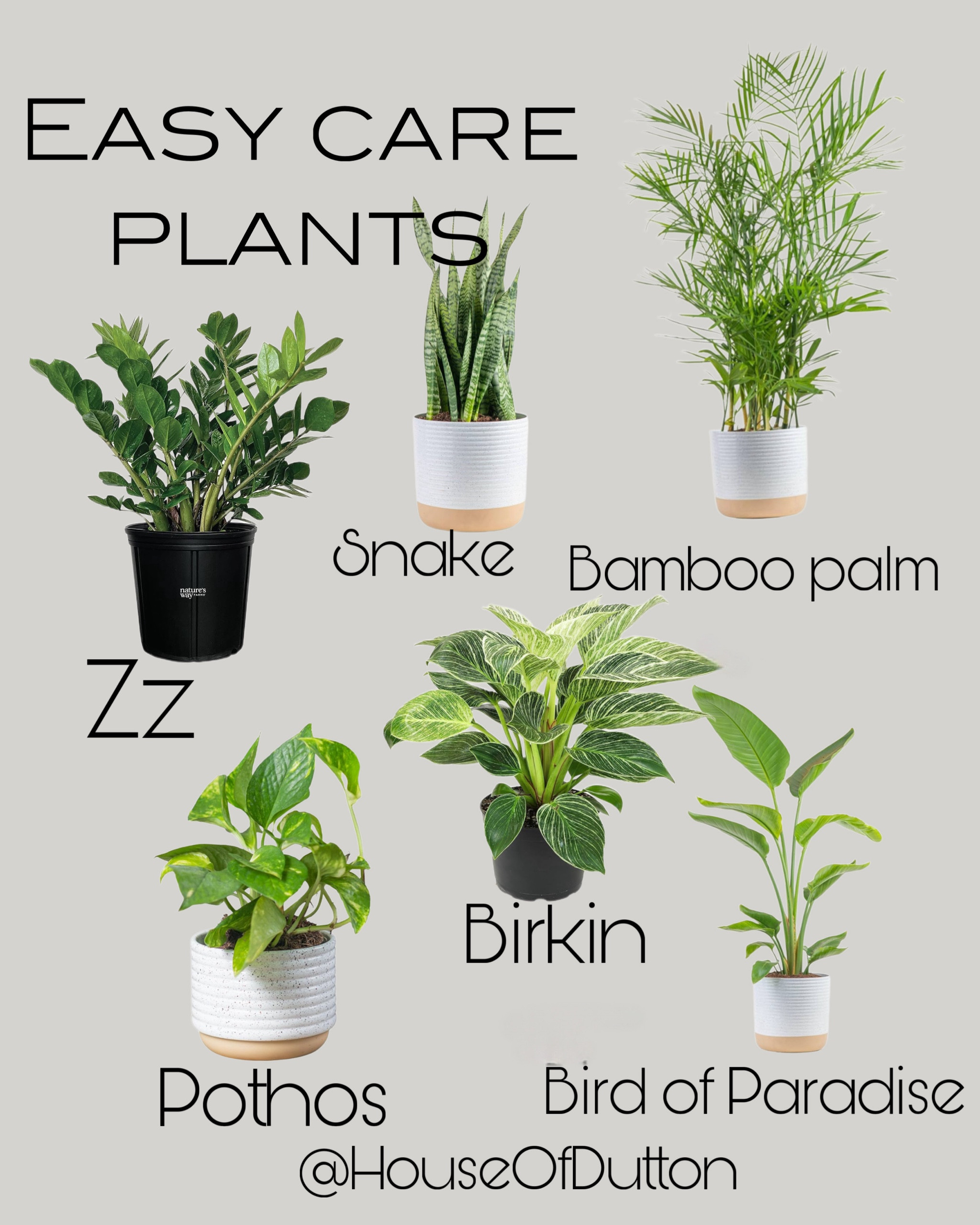 Easy care plants 

Indoor plants
Organic modern home


#LTKfindsunder50 #LTKhome #LTKstyletip