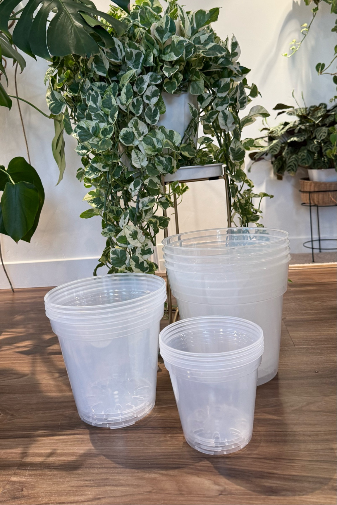 Large clear planters - I’ve been searching & finally found them! 

#LTKHome