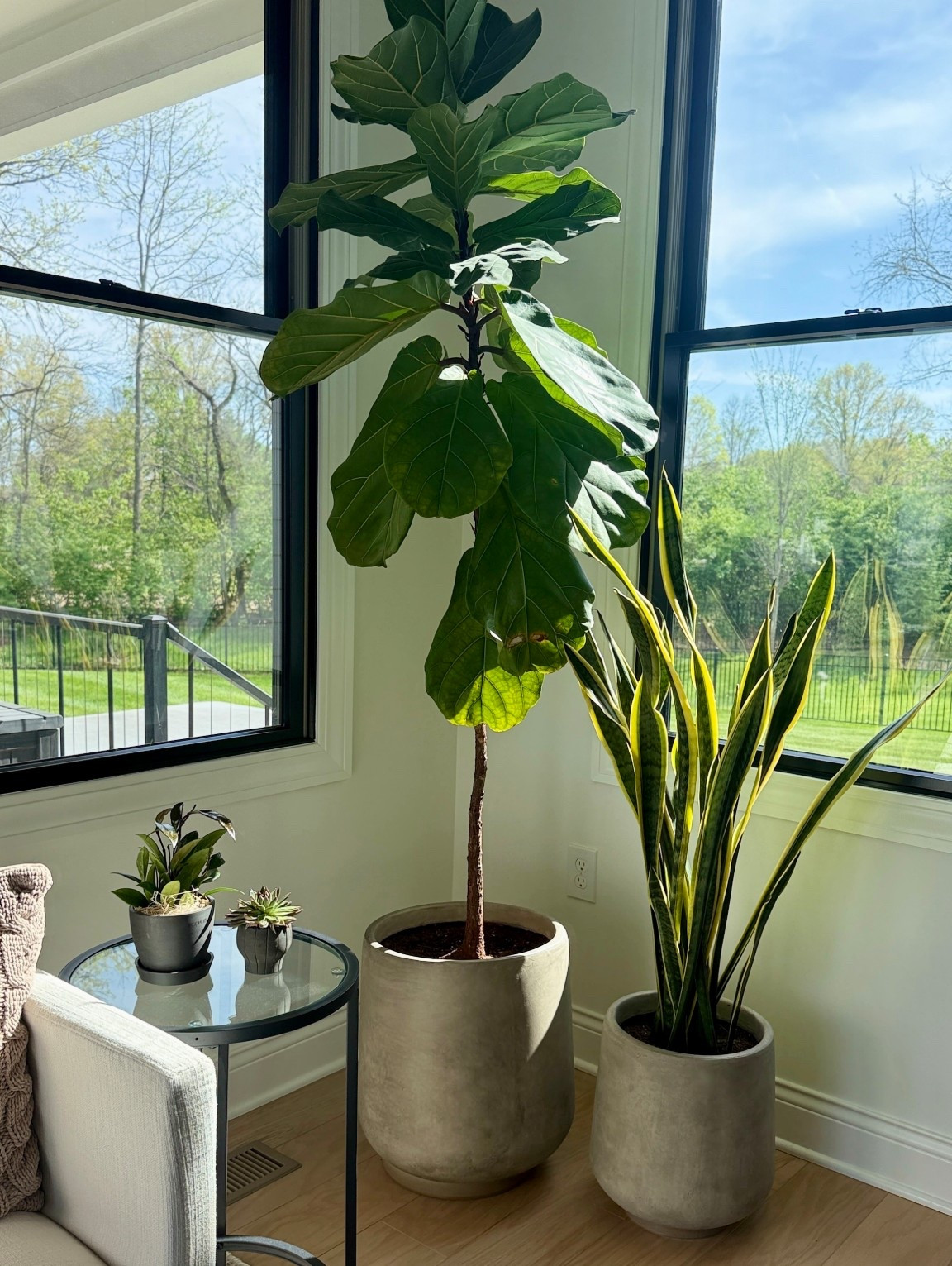 While I love my faux plants, I also have a few very real ones, including this fiddle leaf fig and snake plant that I just repotted in my favorite concrete planters!! They look so great in my sunroom! 

#LTKHome #LTKdayinmylife #LTKSeasonal