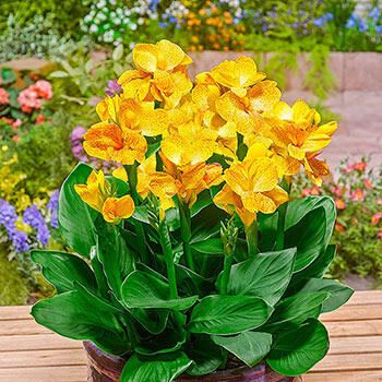 Canna Plants for Sale | Happy Emily | Breck's | Brecks