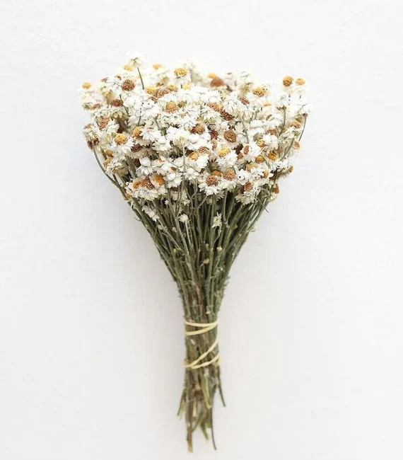 Dried ammobium bunch, mini daisies, everlasting dried flowers, mini daisy, white daisies. Free sh... | Etsy (US)