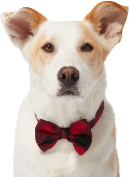 Frisco Red Buffalo Plaid Dog & Cat Bow Tie | Chewy.com