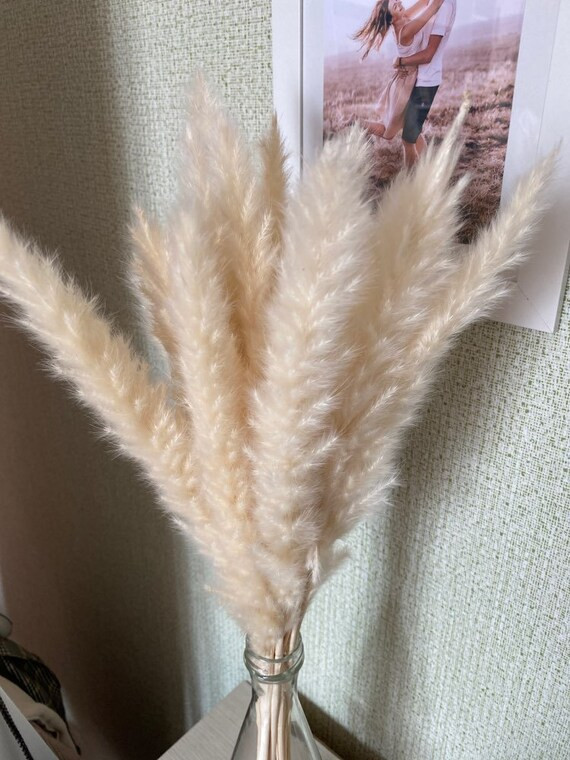 Natural Pampas 15 Stems Pampas Grass Decor Pampas Grass | Etsy | Etsy (US)