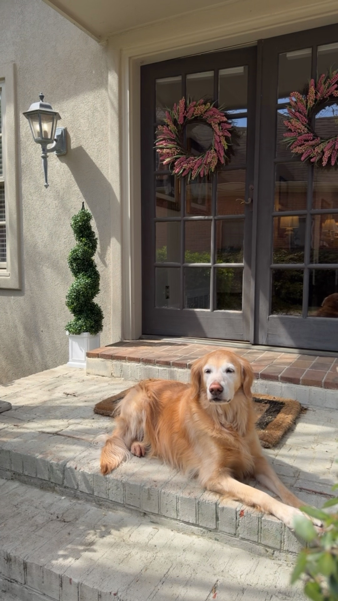 Cookie getting her sniffs in 🌷

#LTKHome