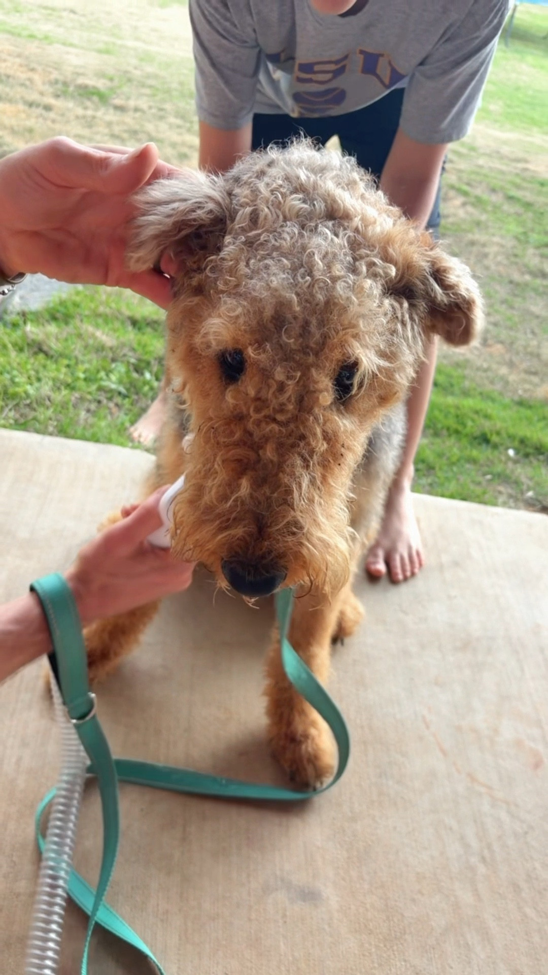 Apparently we can groom them at home now. This tool is so cool for your pups! 

#LTKPets #DogGrooming #LTKFamily #PetGrooming 

#LTKHome