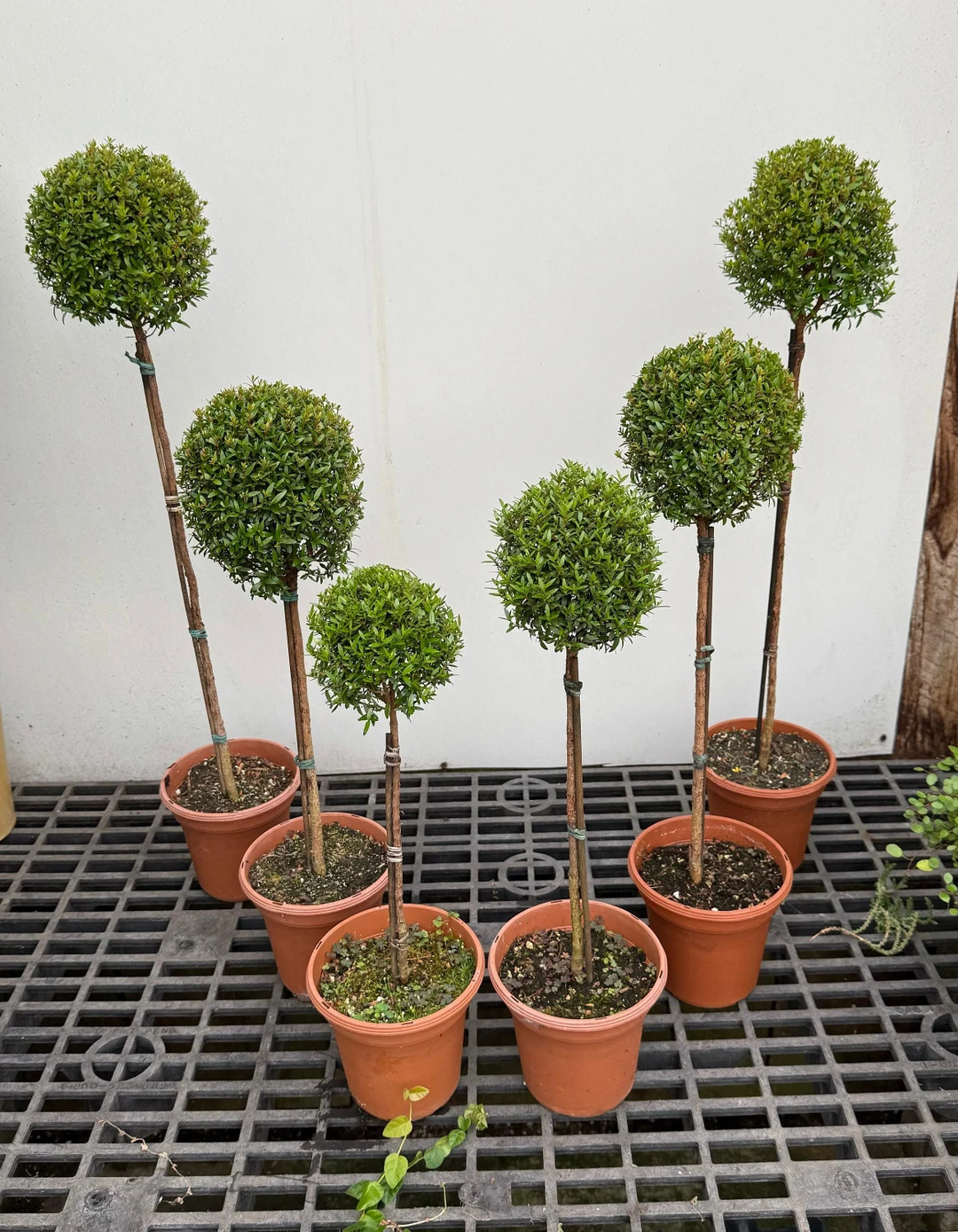 Myrtle topiary bulk pack of 6 various sizes in 6" pots | Etsy (US)