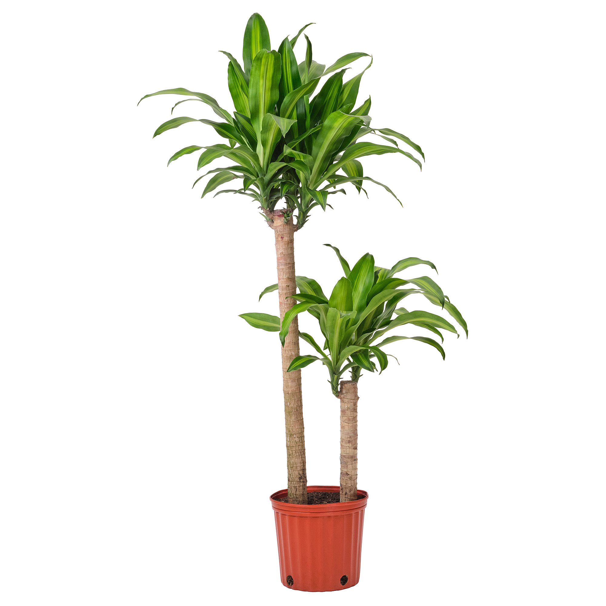 DRACAENA MASSANGEANA | IKEA US