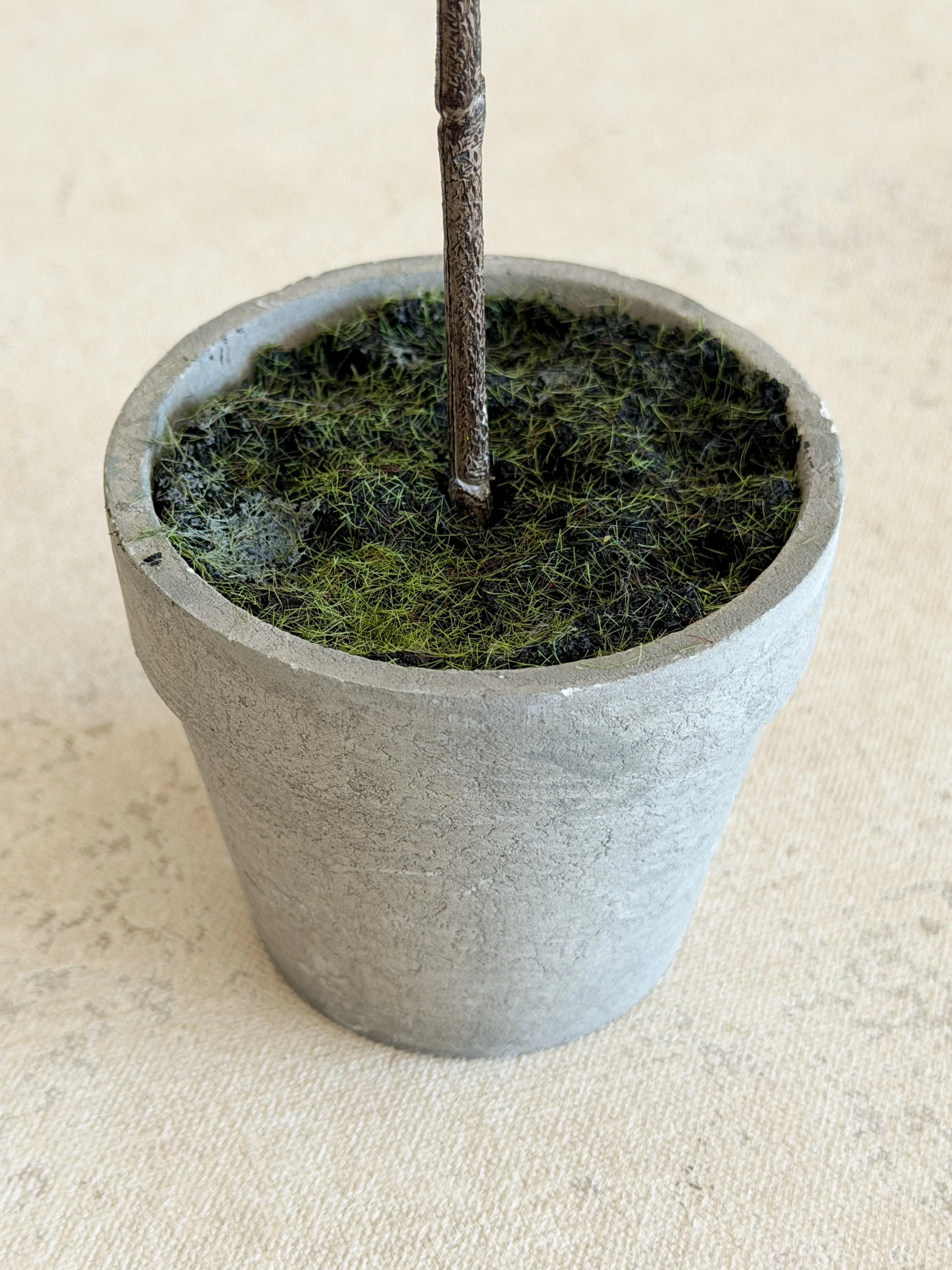 Thyme Topiary 16 | Cottage and Key