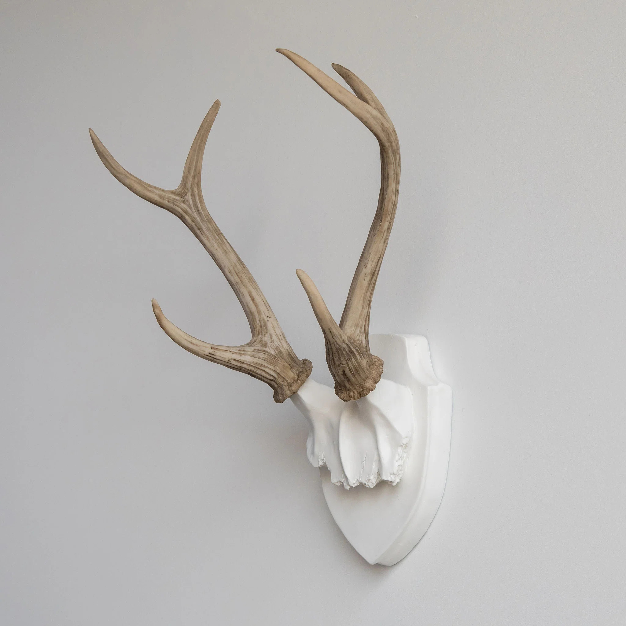 Orren Ellis Faux Taxidermy Deer Antler Wall Décor & Reviews | Wayfair | Wayfair North America