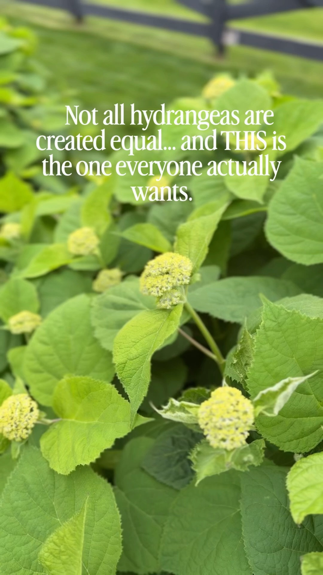 Apparently there’s a BIG difference in hydrangeas… and I had no idea until we finally found the ones that give this dreamy full look 🤍🌿

Saving you the trial and error because these are GOOD good. Comment FLOWERS and I’ll send you all the links + exact varieties we used

#LTKSeasonal #LTKHome #LTKMothersDay