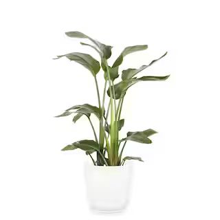 White Bird of Paradise Indoor Plant in 10 in. Grower Pot, Avg. Shipping Height 2-3 ft. Tall | The Home Depot