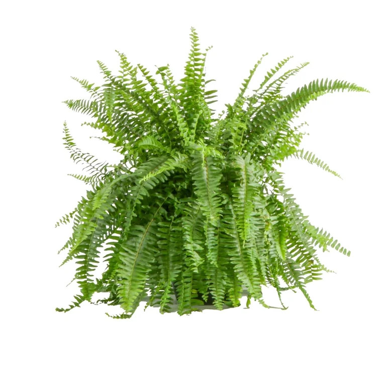 (2 pack) Expert Gardener 22" Tall Boston Fern Live House Plants in 10" Hanging Basket | Walmart (US)